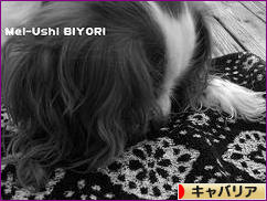 にほんブログ村 犬ブログ キャバリアへ