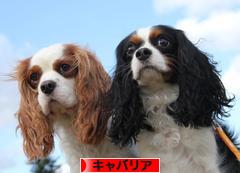 にほんブログ村 犬ブログ キャバリアへ