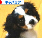 にほんブログ村 犬ブログ キャバリアへ