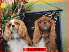 にほんブログ村 犬ブログ キャバリアへ