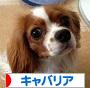 にほんブログ村 犬ブログ キャバリアへ