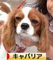 にほんブログ村 犬ブログ キャバリアへ
