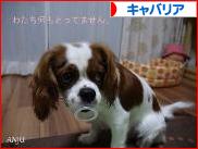 にほんブログ村 犬ブログ キャバリアへ