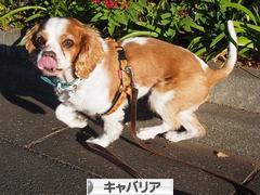 にほんブログ村 犬ブログ キャバリアへ