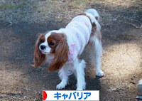 にほんブログ村 犬ブログ キャバリアへ