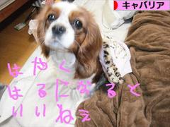 にほんブログ村 犬ブログ キャバリアへ