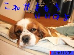 にほんブログ村 犬ブログ キャバリアへ