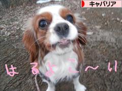 にほんブログ村 犬ブログ キャバリアへ