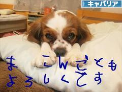 にほんブログ村 犬ブログ キャバリアへ