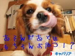 にほんブログ村 犬ブログ キャバリアへ