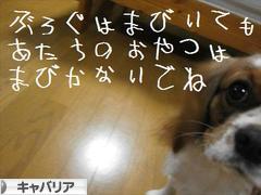 にほんブログ村 犬ブログ キャバリアへ
