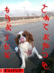 にほんブログ村 犬ブログ キャバリアへ