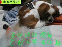 にほんブログ村 犬ブログ キャバリアへ