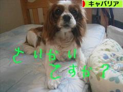にほんブログ村 犬ブログ キャバリアへ