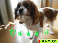 にほんブログ村 犬ブログ キャバリアへ