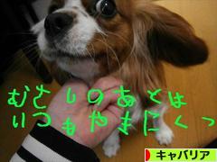 にほんブログ村 犬ブログ キャバリアへ