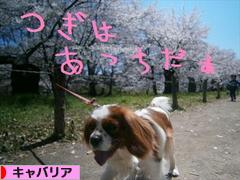 にほんブログ村 犬ブログ キャバリアへ