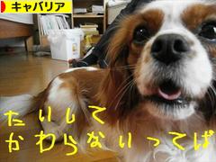 にほんブログ村 犬ブログ キャバリアへ