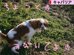 にほんブログ村 犬ブログ キャバリアへ
