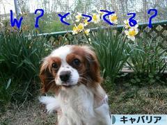 にほんブログ村 犬ブログ キャバリアへ
