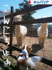 にほんブログ村 犬ブログ キャバリアへ