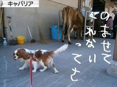 にほんブログ村 犬ブログ キャバリアへ
