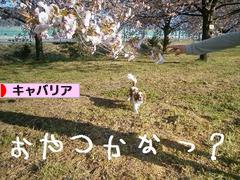 にほんブログ村 犬ブログ キャバリアへ