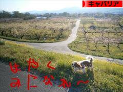 にほんブログ村 犬ブログ キャバリアへ