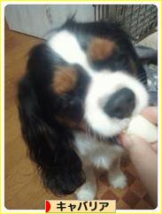 にほんブログ村 犬ブログ キャバリアへ