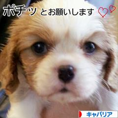 にほんブログ村 犬ブログ キャバリアへ