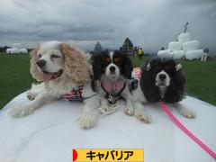 にほんブログ村 犬ブログ キャバリアへ