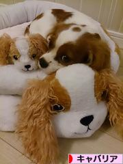 にほんブログ村 犬ブログ キャバリアへ