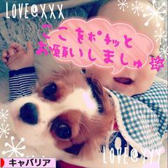 にほんブログ村 犬ブログ キャバリアへ