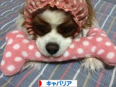 にほんブログ村 犬ブログ キャバリアへ