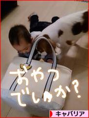 にほんブログ村 犬ブログ キャバリアへ