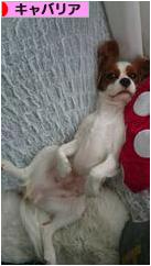 にほんブログ村 犬ブログ キャバリアへ