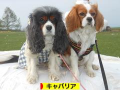 にほんブログ村 犬ブログ キャバリアへ