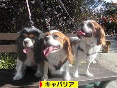 にほんブログ村 犬ブログ キャバリアへ