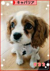 にほんブログ村 犬ブログ キャバリアへ