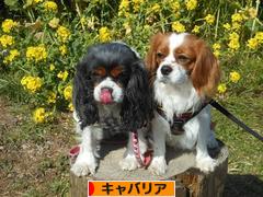 にほんブログ村 犬ブログ キャバリアへ