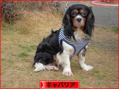 にほんブログ村 犬ブログ キャバリアへ