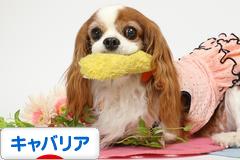 にほんブログ村 犬ブログ キャバリアへ
