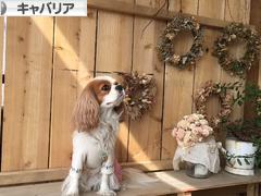 にほんブログ村 犬ブログ キャバリアへ