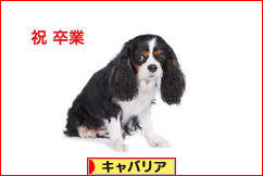 にほんブログ村 犬ブログ キャバリアへ