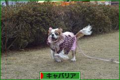 にほんブログ村 犬ブログ キャバリアへ
