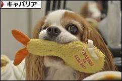 にほんブログ村 犬ブログ キャバリアへ