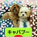 にほんブログ村 犬ブログ キャバプーへ