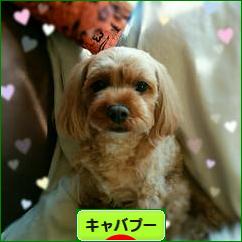 にほんブログ村 犬ブログ キャバプーへ