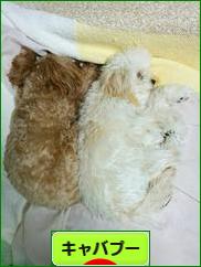 にほんブログ村 犬ブログ キャバプーへ