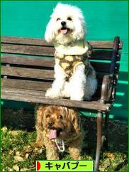 にほんブログ村 犬ブログ キャバプーへ